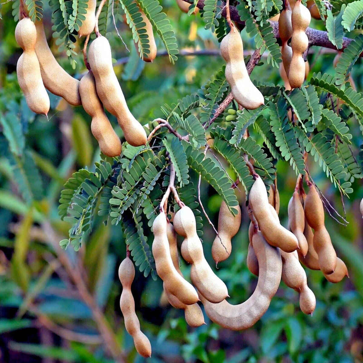 Tamarind Tree Seeds 5 Pack - Tamarindus indica - Tropical Fruit Bonsai Plant for Gardens and Bonsai Enthusiasts