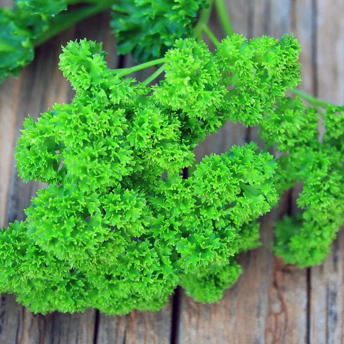 Curled Parsley Starter Plants Set of 2, Triple Moss, Petroroselinum crispum, Moisture-Wrapped Home Garden Herbs