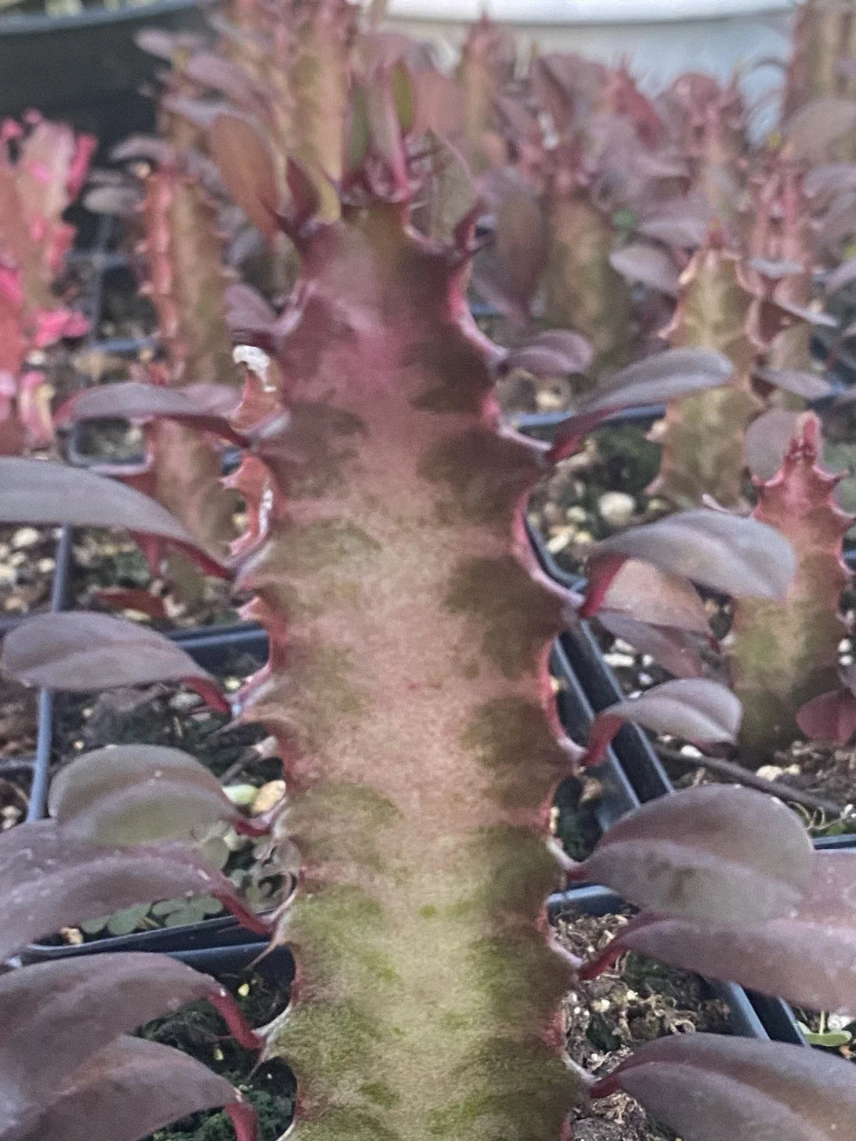 Rooted Red African Milk Tree Cactus - 2 Live Plants - Euphorbia trigona - Indoor/Outdoor Low-Maintenance Cacti