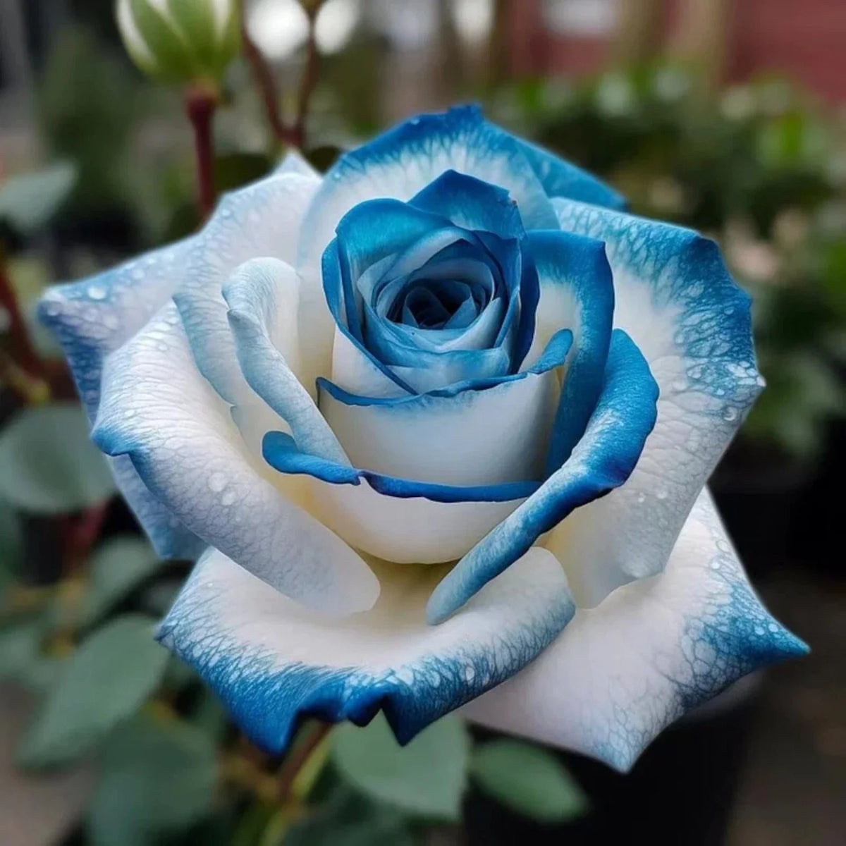 20pcs Sapphire Gem Twin Rose Seeds - Rosa 'Sapphire Gem' - Vibrant Blue Purple Blooms for Gardens and Landscapes