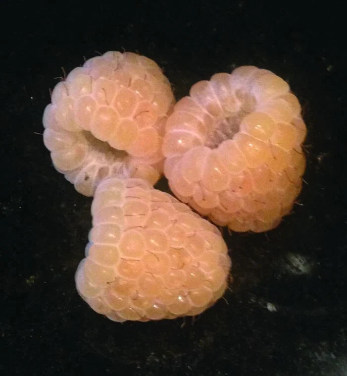 Yellow Anne Raspberry Plant - Live Rooted Starter - Rubus idaeus 'Yellow Anne' - Sweet Yellow Berries for Zones 4-9