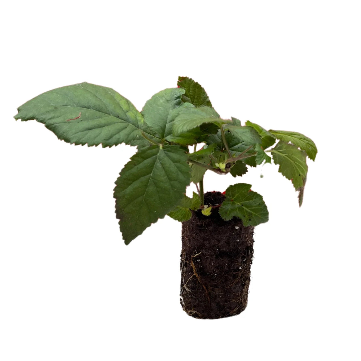 Bare Root Plug - Ponca Blackberry - Rubus fruticosus - 1-Year-Old - Sweet Blackberries for Home Gardens