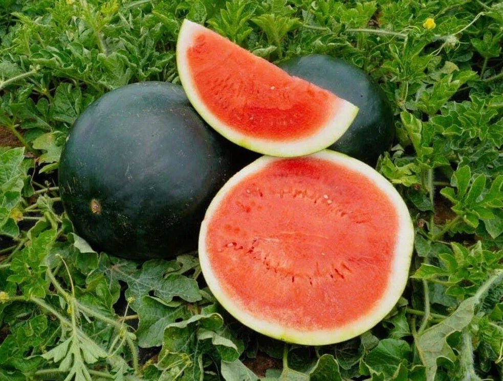 Sweet Black Diamond Watermelon Seeds - 20 Premium Heirloom Seeds - Citrullus lanatus - Non-GMO, Juicy Watermelon Variety