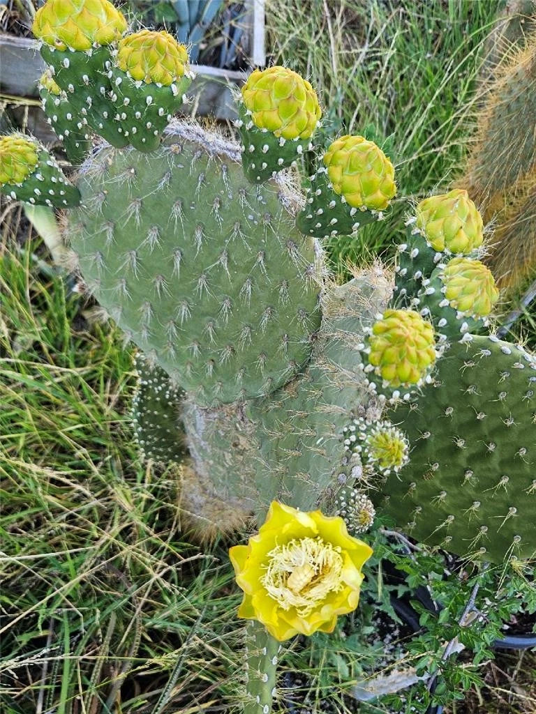 Galapagos Cactus Seeds | Unique Opuntia Megasperma Var. Orientalis | Vibrant Colored Flowers | Succulent Plant