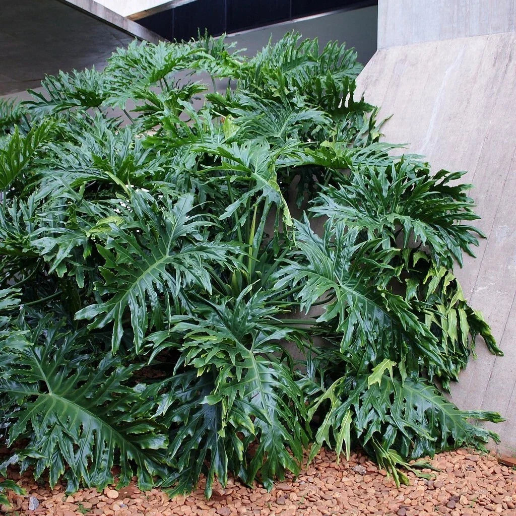 Lacy Tree Philodendron Seeds - 15 Split Leaf Cut-leaf Seeds - Philodendron bipinnatifidum - Ideal for Indoor Gardening