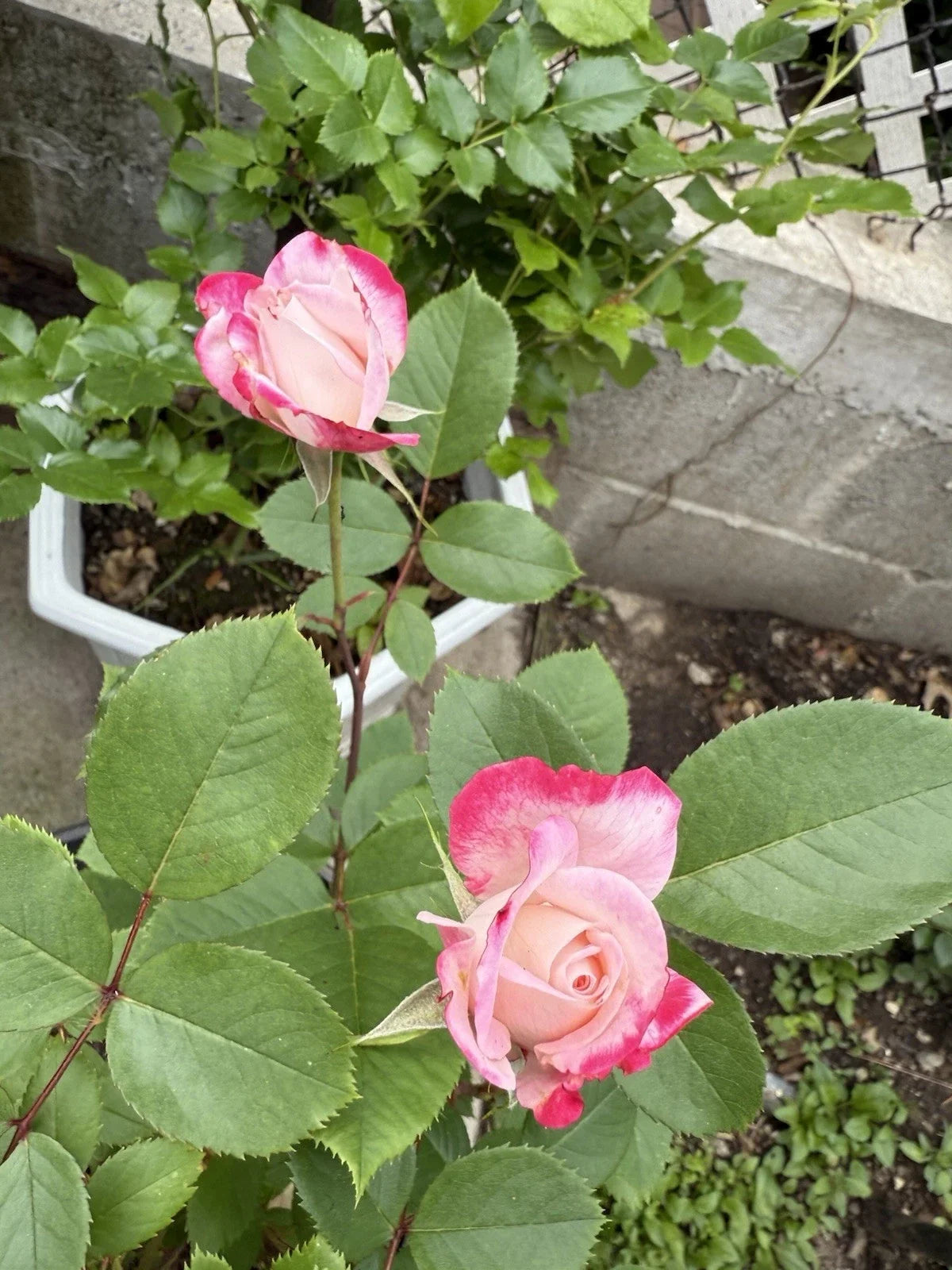 Candy Cane Cocktail™ Shrub Rose - 1 QT Live Plant - Vibrant Red & White Striped Blooms - Rosa 'Candy Cane Cocktail'
