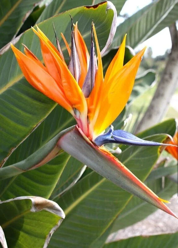 Orange Bird of Paradise Plant - 10-12 Inches - Strelitzia Reginae - Rooted Tropical Houseplant for Indoor Décor