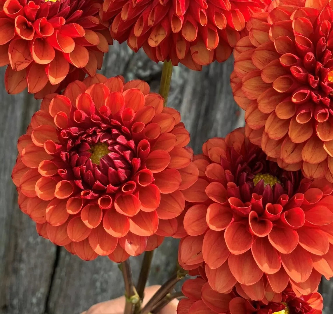 Brown Sugar Dahlia Seeds - 25 Perennial Flower Seeds - Dahlia variabilis - Beautiful Brown Blooms for Garden