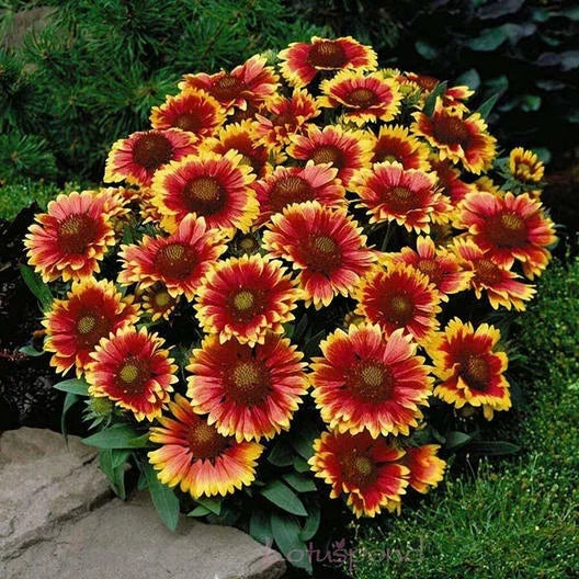 Dwarf Goblin Blanket Flower Seeds - 50 Non-GMO Gaillardia aristata - Vibrant Perennial Native Flower Seeds for Garden