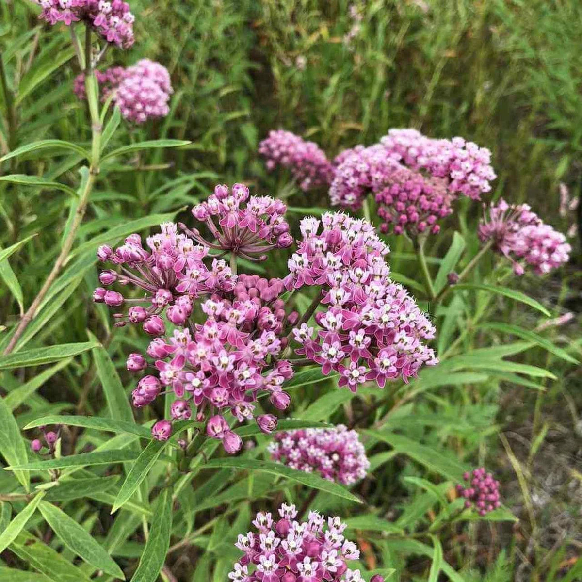 Swamp Milkweed Seeds 30+ Pack Pink Flowers Asclepias incarnata Perennial Attracts Butterflies Bees Native to USA