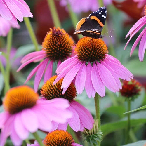 Purple Coneflower Seeds - Non-GMO Echinacea purpurea - 100 Pack - Vibrant Purple Garden Seeds for Planting, Attracts Pollinators