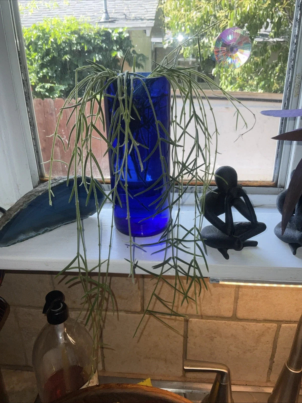 Hoya Linearis Cuttings - 3” Rooted Plant - Uncommon Trailing Houseplant - Hoya linearis - Perfect for Indoor Decor