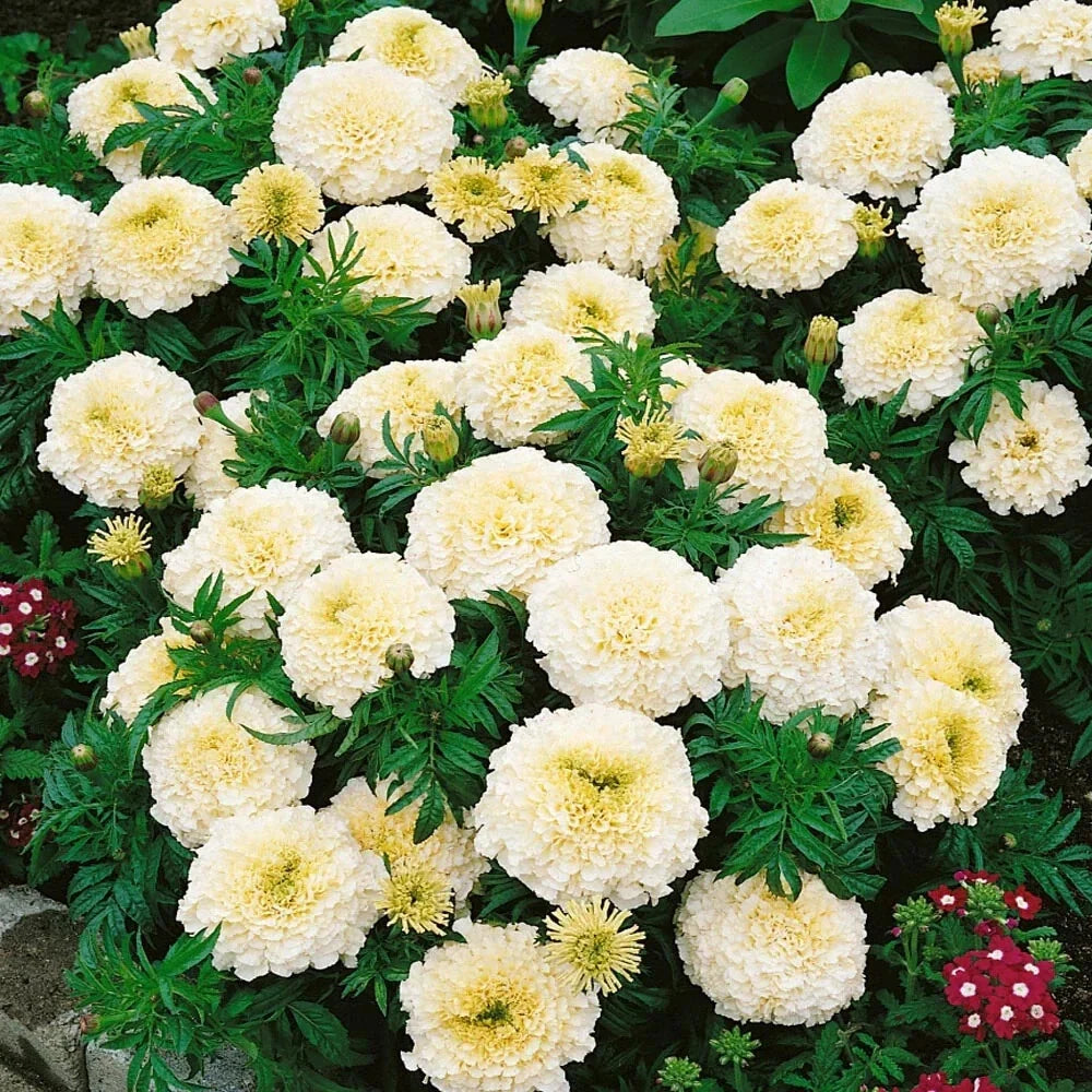 Vanilla African Marigold Seeds - 25+ Pack - Tagetes erecta - Non-GMO Garden Seeds - Attracts Pollinators - USA Grown