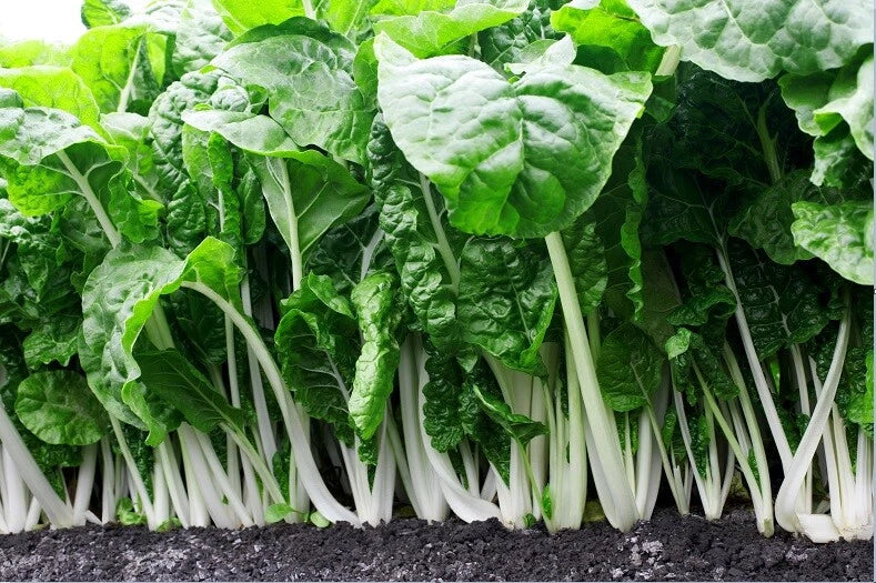 Fordhook Giant Swiss Chard Seeds - 2000 Count - Heirloom Heat Tolerant Greens - Beta vulgaris subsp. cicla - Salad & Stir-Fry