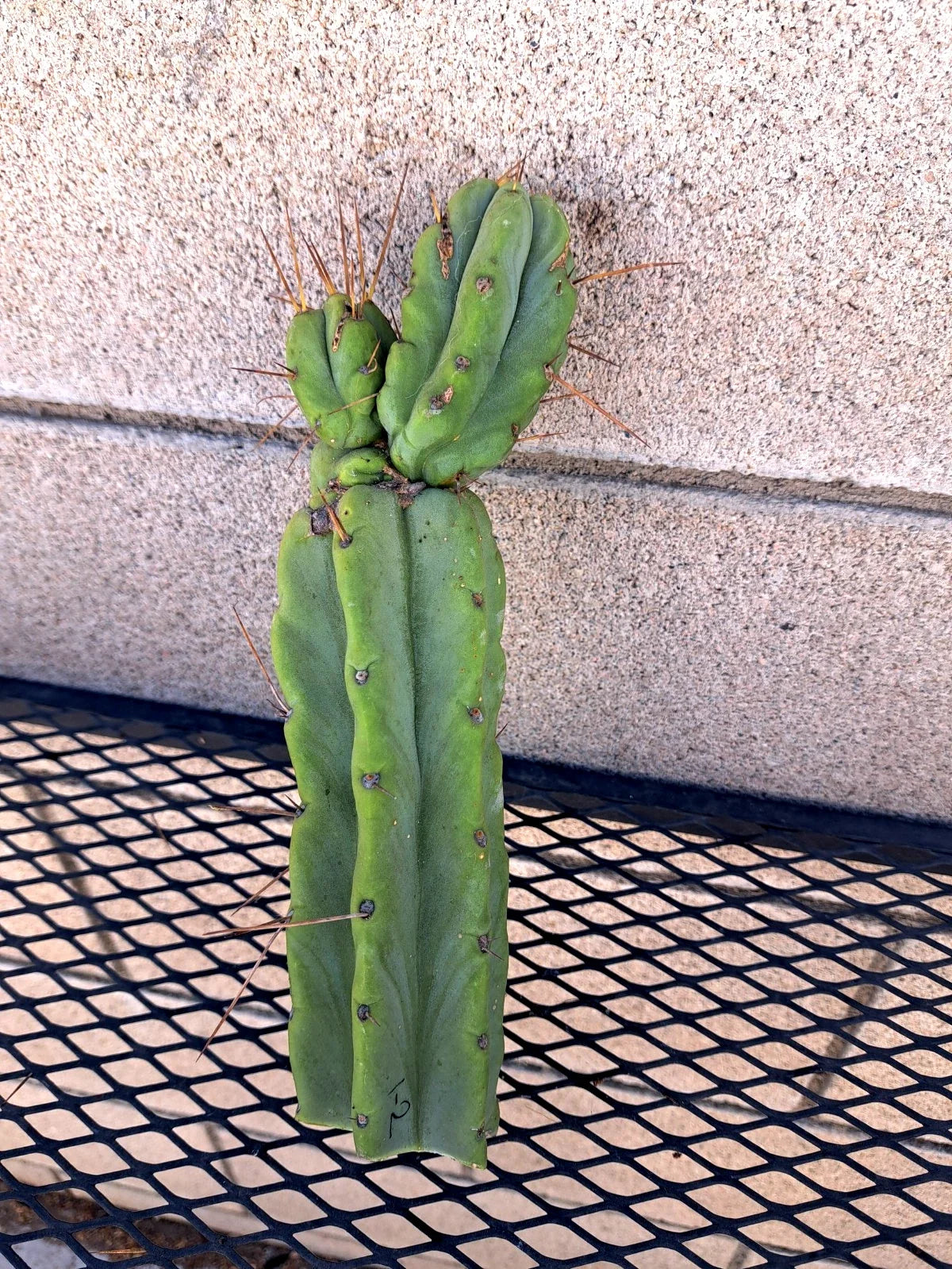 Cereus Bridge Cactus Cutting - 9.5" Unique Variety - Cereus peruvianus - Easy to Propagate Indoor/Outdoor Plant