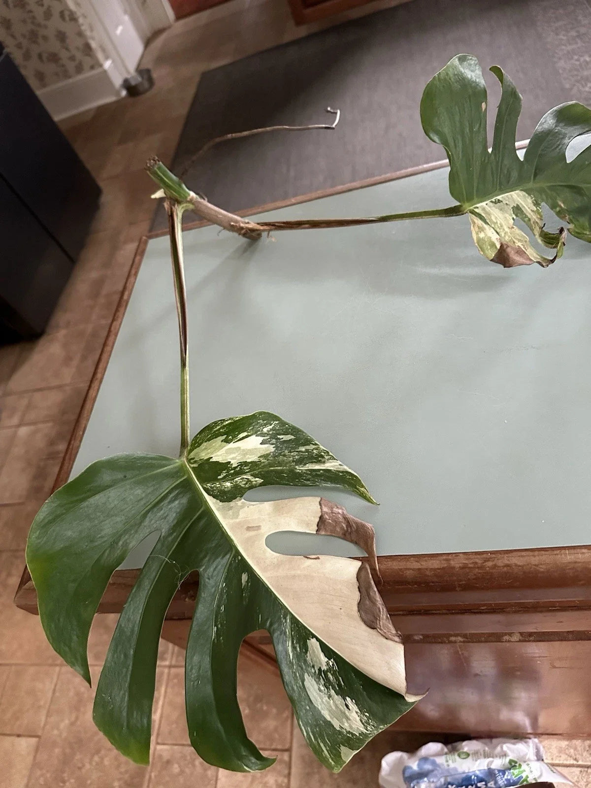 Albo Monstera Cutting | 6-8 Inch Rare Variegated Houseplant | Monstera Deliciosa Albo Variegata | Easy Care Indoor Plant