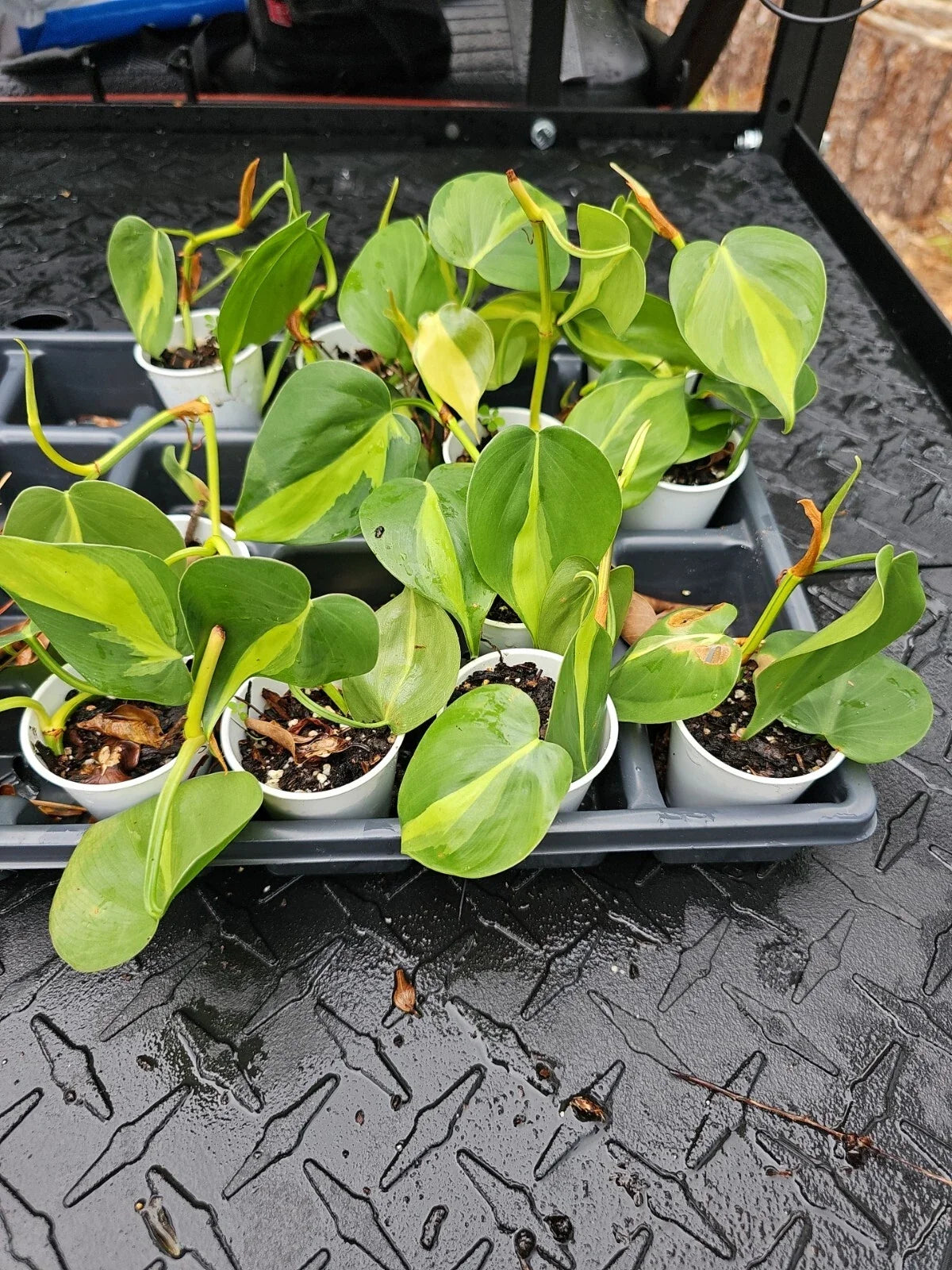 Pothos Plant - 4-Inch Variegated Brasil - Epipremnum aureum 'Brasil' - Indoor Houseplant - Easy Care Trailing Plant