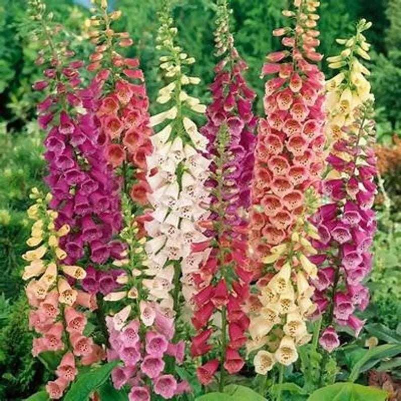 Foxglove Seeds Packet 500 Organic Foxy Digitalis - Digitalis purpurea - Vibrant Perennial Flower Seeds for Garden