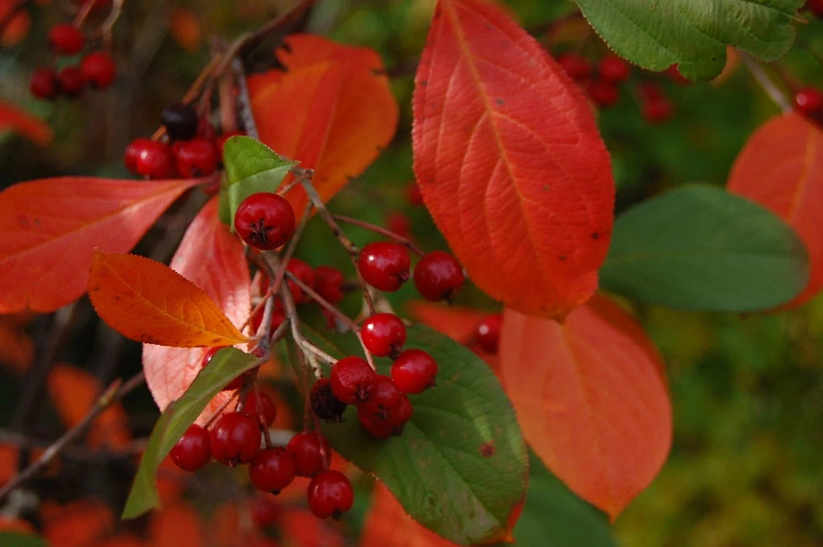 Organic Chokeberry Seeds - 20+ Brilliant Red Edible Seeds - Aronia arbutifolia - Free Shipping