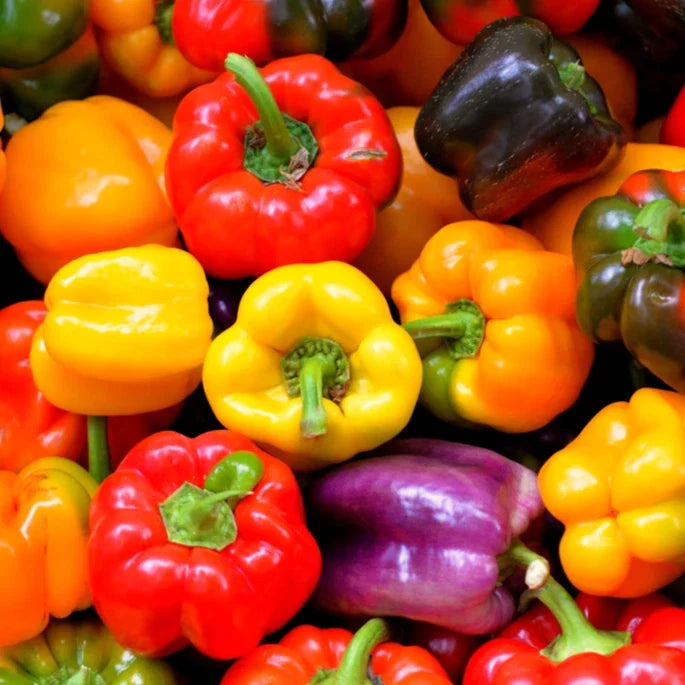 Rainbow Mix Bell Pepper Seeds - Heirloom Red, Green, Orange - Capsicum annuum - Non-GMO, Ideal for Home Gardens