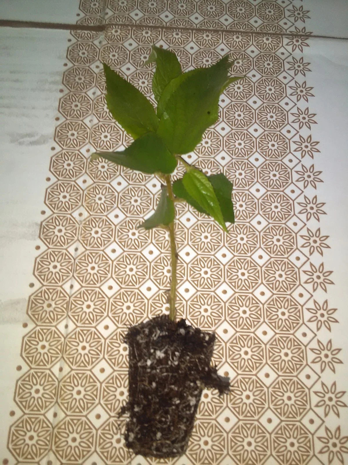 Jamaican Cherry Tree 4" Potted Plant Muntingia calabura Tropical Fruit Plant for Garden or Home