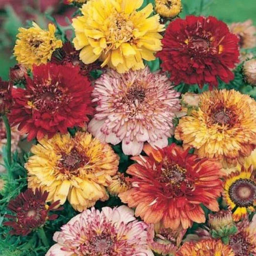 Painted Daisy Seeds - 100 Non-GMO Heirloom Chrysanthemum Dunetti Mix - Perennial Flower Garden - Attracts Butterflies