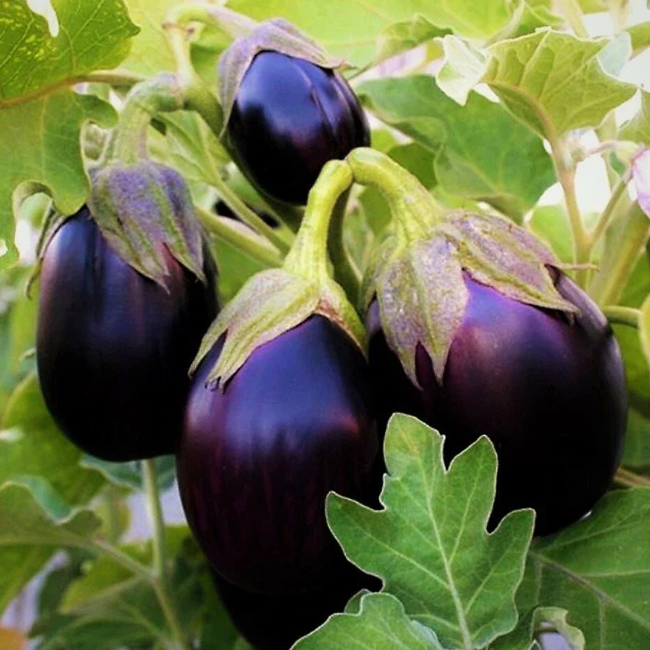 Black Beauty Eggplant Seeds - Large Purple Aubergine - Solanum melongena - Non-GMO Vegetable Seeds for Home Gardening