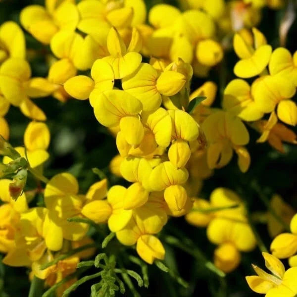 Bird's Foot Trefoil Seeds 200+ Perennial Wildflower Seeds Yellow Lotus Corniculatus USA Free Shipping