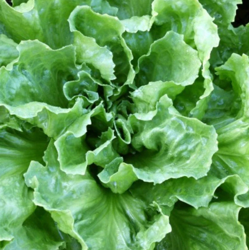 Broadleaf Batavian Endive Seeds - Non-GMO Heirloom Escarole - Cichorium endivia - Vegetable Garden Seeds for Planting