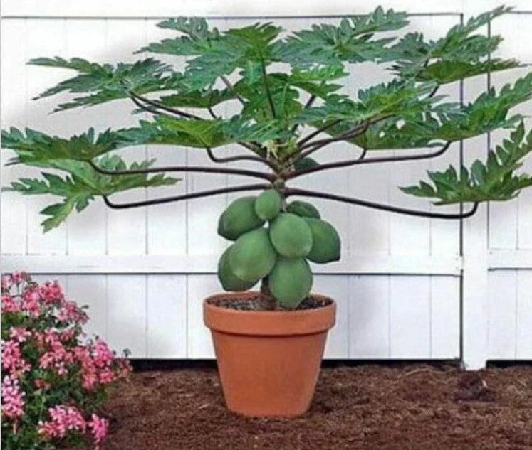 Waimanalo Papaya Seeds - Low-Growing Variety - Carica papaya - Ideal for Small Gardens and Container Planting
