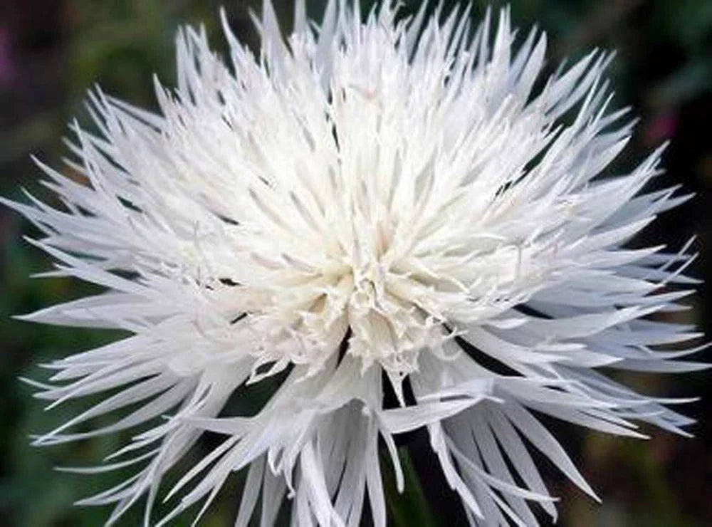 Bachelor Button Seeds - 1000 Seeds - Tall White Flowers - Centaurea cyanus - Non-GMO, Attracts Pollinators