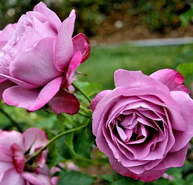 Rose Bush Live Plant 1-2 Ft Lavender Purple Heirloom Rosa 'Heirloom' Fragrant Hybrid Tea