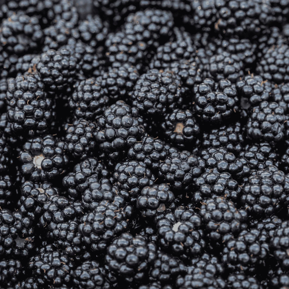 Bare Root Blackberry Plug - 1-Year-Old Thornless Prime-Ark - Rubus fruticosus - High Yield, Easy to Grow for Home Gardens