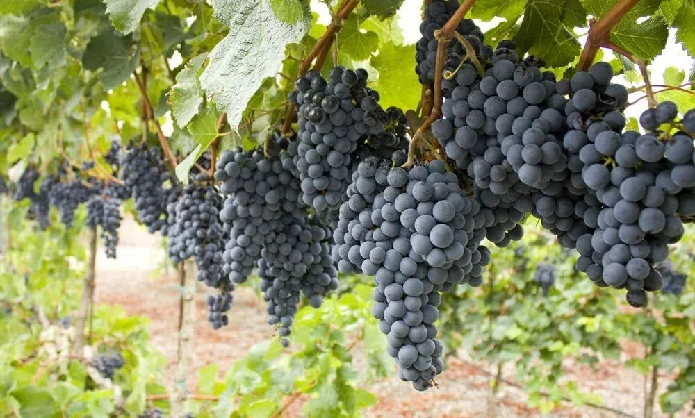 50 Wine Grape Vine Seeds for Planting, Vitis vinifera, Home Vineyard, High-Quality Seeds, Ships from Iowa, USA