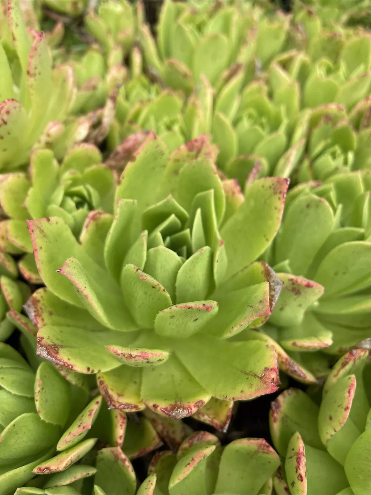 Rare Succulent Cuttings 4-6" Aeonium 'Pink Edges' Green Live Plant - Indoor Gardening & Collectors Delight
