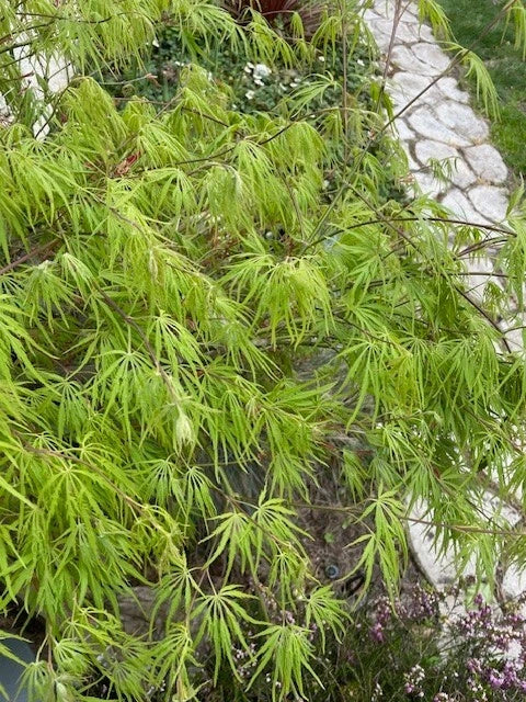 Dwarf Japanese Maple Tree Cuttings 6" for Rooting - Acer palmatum var. dissectum - Ideal for Bonsai & Small Gardens
