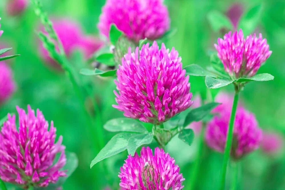 Red Clover Seed 2 Pounds - Trifolium pratense - Cover Crop, Food Plot, Pasture Mix - Soil Improver, Wildlife Forage