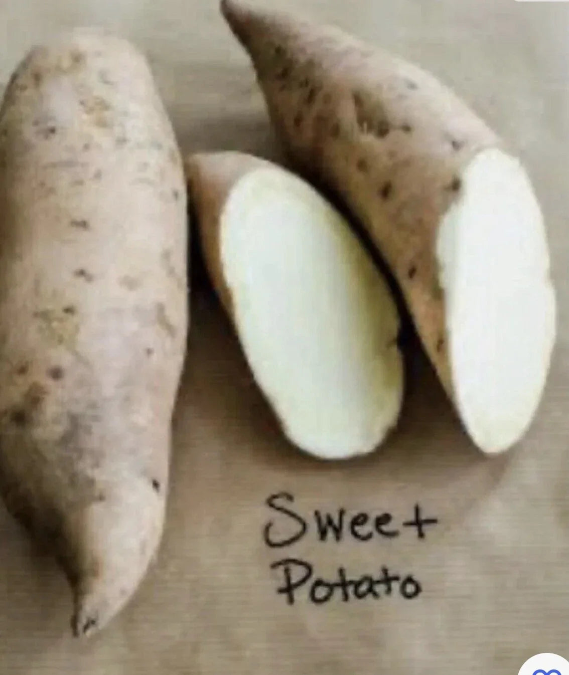 Sweet Potato Plants - 5 Rooted Slips in Pot - Ipomoea batatas - Non-GMO Vining Vegetable for Home Gardens and Containers