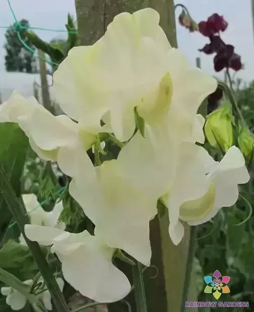 Castle of Mey Sweet Pea Seeds - 50+ Pack - Lathyrus odoratus - Fragrant Colorful Climbing Vines for Garden Planting