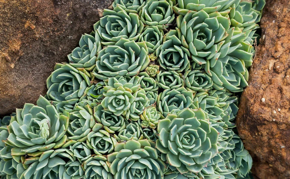 Hen's and Baby's Succulent Seeds, 200 Seeds, Echeveria spp., Easy to Grow, Indoor/Outdoor Garden, Drought-Tolerant Plants