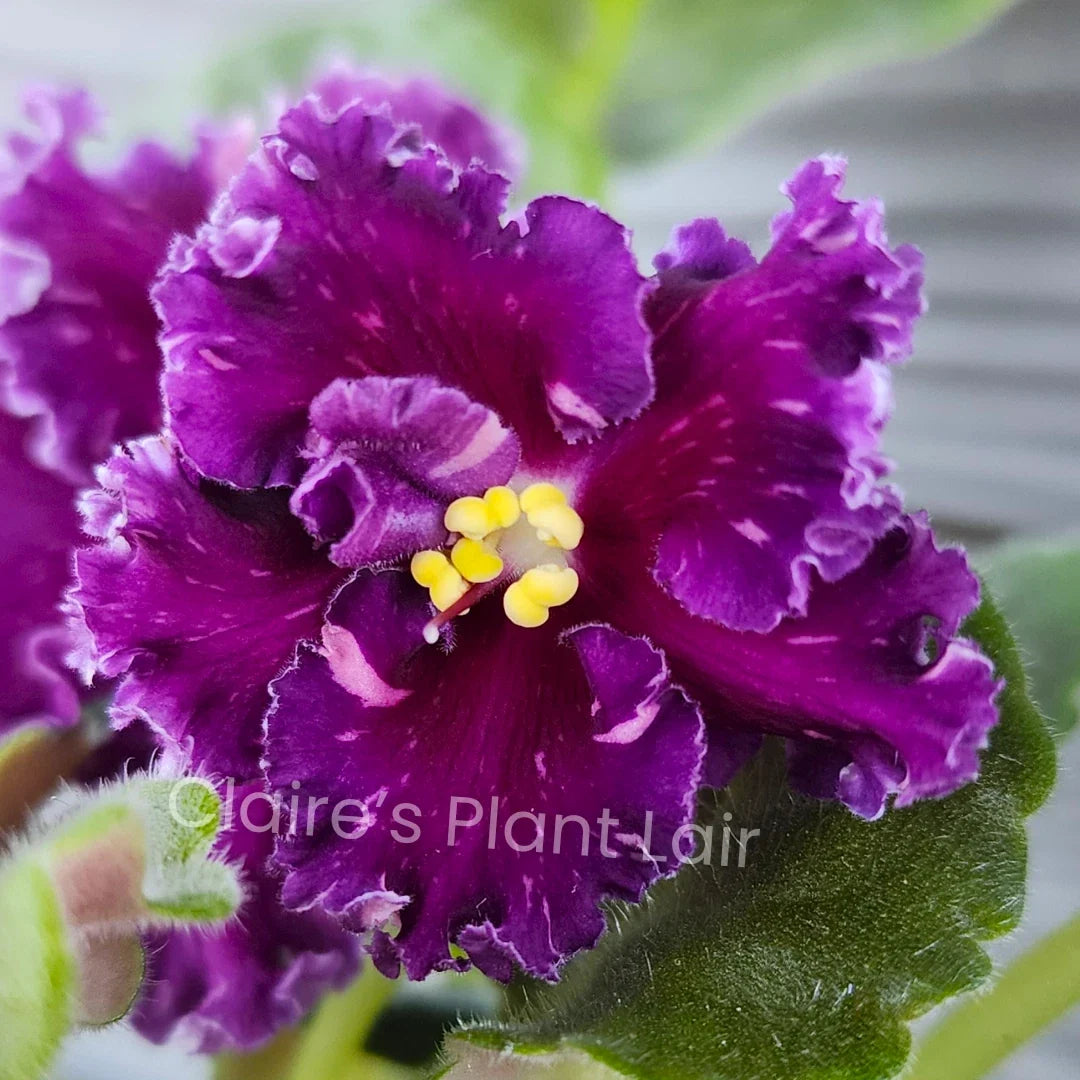 African Violet Leaf Cutting - Standard - Red Diamond - Saintpaulia ionantha - Easy to Propagate Indoor Plant