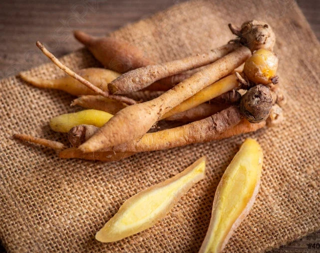 Finger Root Plant 4-6 inches - Live Ginger - Boesenbergia rotunda - Easy to Grow Culinary Herb for Home Garden