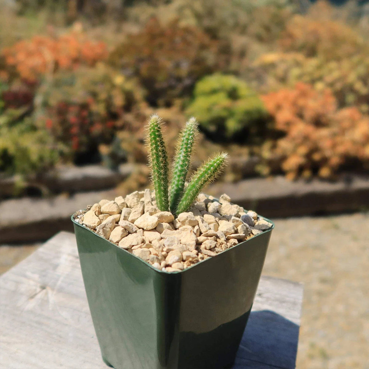Live Rat Tail Cactus Plant in 4-Inch Pot - Aporocactus flagelliformis - Unique Trailing Succulent for Home Decor