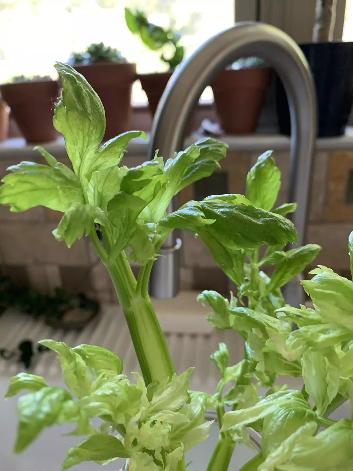Celery Seeds - 100+ Heirloom Organic Non-GMO Microgreens - Apium graveolens - Perfect for Home Gardening and Small Spaces