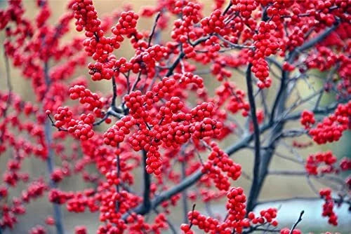 Winterberry Bush Seeds - 50 Count - Ilex verticillata - Hardy Winter Planting Seeds for Colorful Gardens and Wildlife Attraction