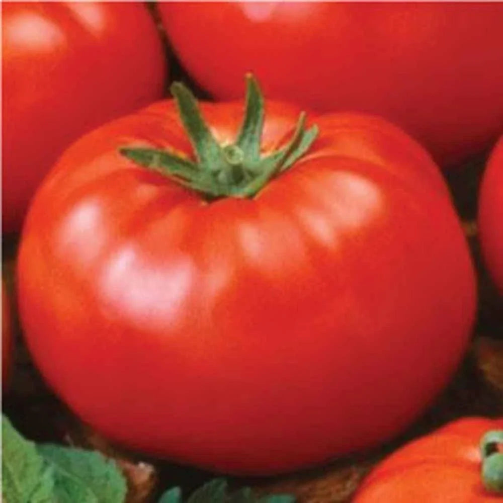 Ace 55 Tomato Seeds, 500 Non-GMO Heirloom Seeds, Medium to Large Tomatoes, Solanum lycopersicum for Home Gardening