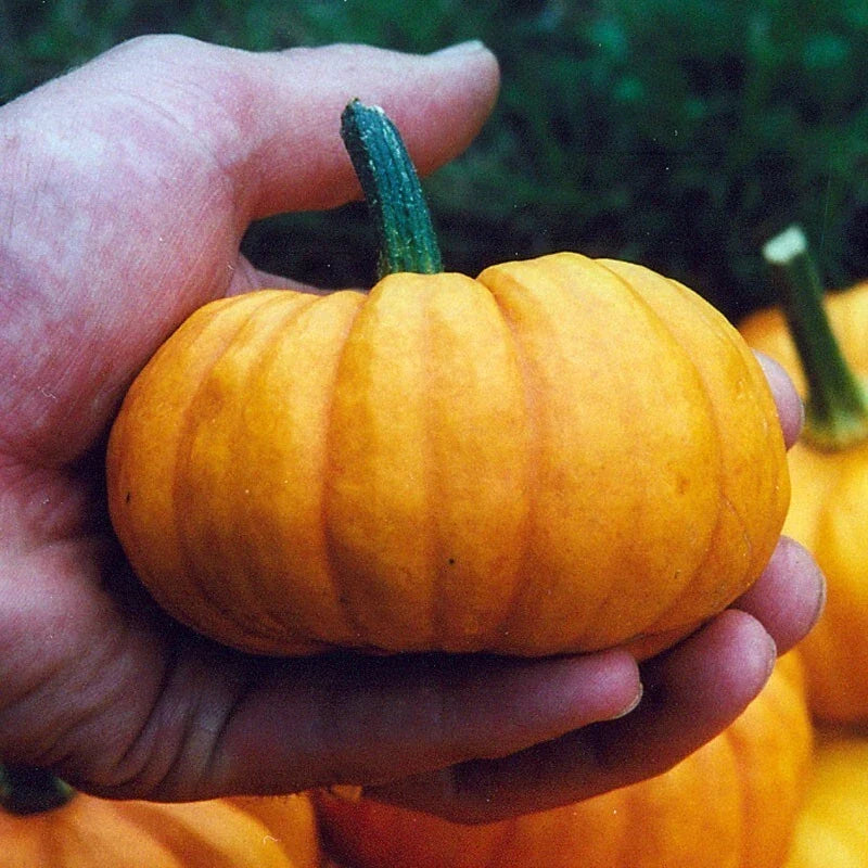 Jack Be Little Pumpkin Seeds - 30+ Heirloom Organic NON-GMO - Cucurbita pepo - Ideal for Home Gardening and Fall Decor