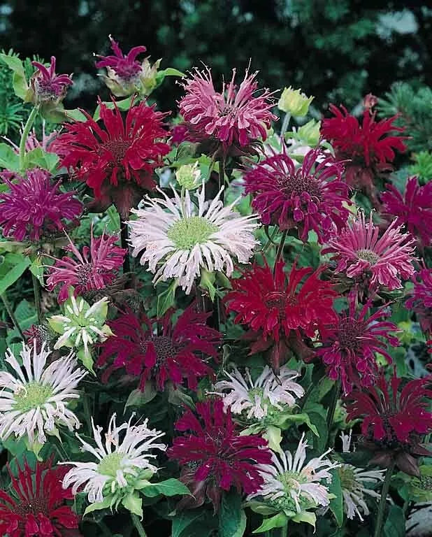 Bee Balm Seeds - 100 Count Panorama Mix - Hummingbird Flower - Monarda didyma - Attracts Pollinators, Easy to Grow