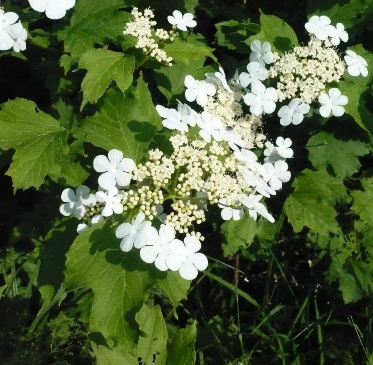 Viburnum opulus Live Bare Root Plant | Guelder Rose | European Cranberrybush | Hardy Flowering Shrub for Hedges