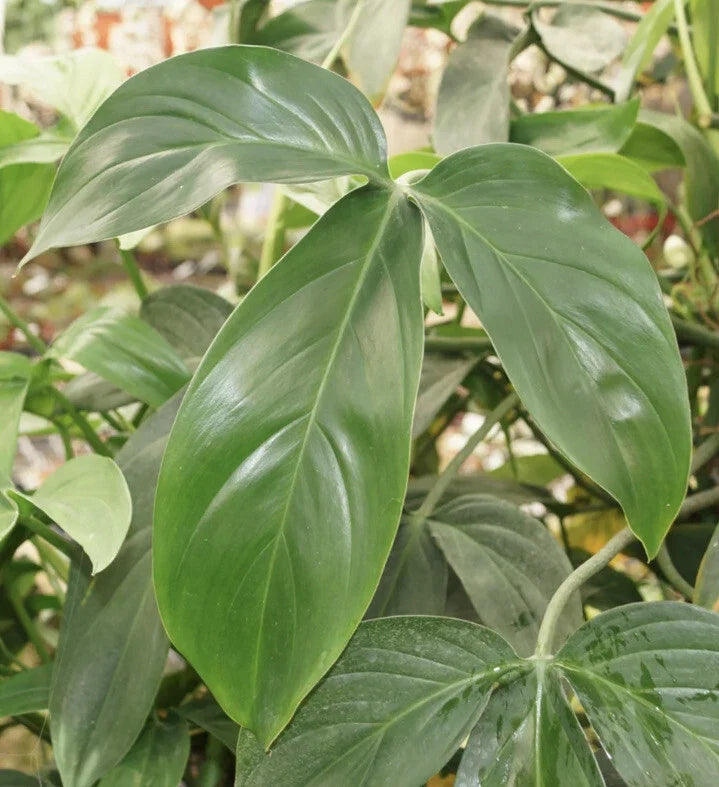 Philodendron Starter Plants Set of 4 | Choose Your Own Variety | Indoor Houseplants | Philodendron spp.